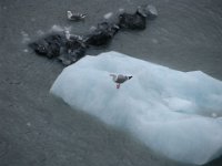 Margerie Glacier - May 2013 - seagulls on floating  ice